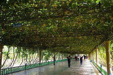 风来之国 温情与深沉的末世旅途